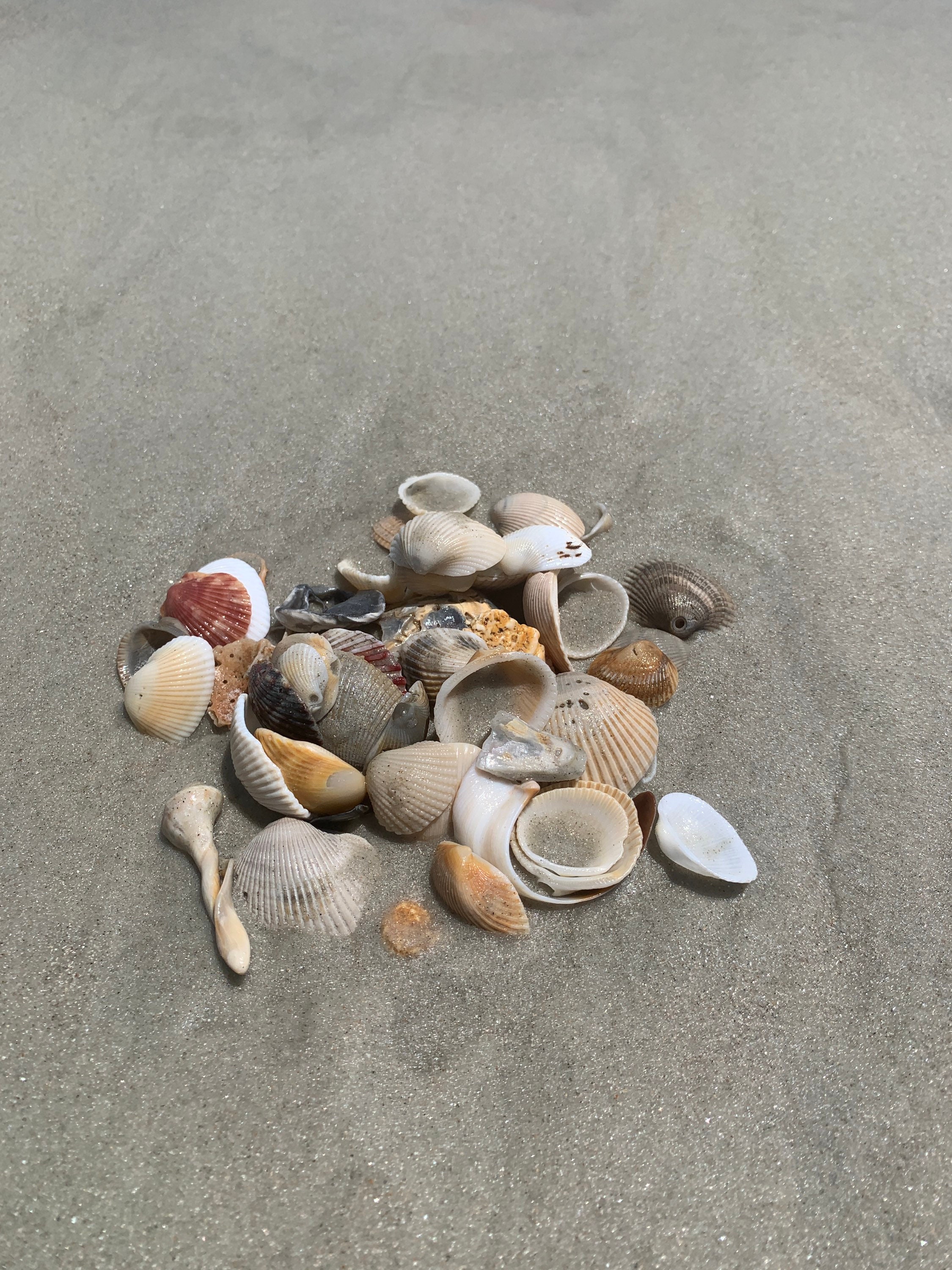 Atlantic Seashells Decor Sea Shells for Art Crafting Bulk Assorted Shell  Mix Beach Wedding Natural Sea Shells for Jewelry Beach Lover Gifts 