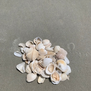 Conchiglie florida Shell assortite sfuse Beach lover regali Beach Wedding Decor conchiglie di mare per l'arte che crea conchiglie di Mar Naturale per gioielli