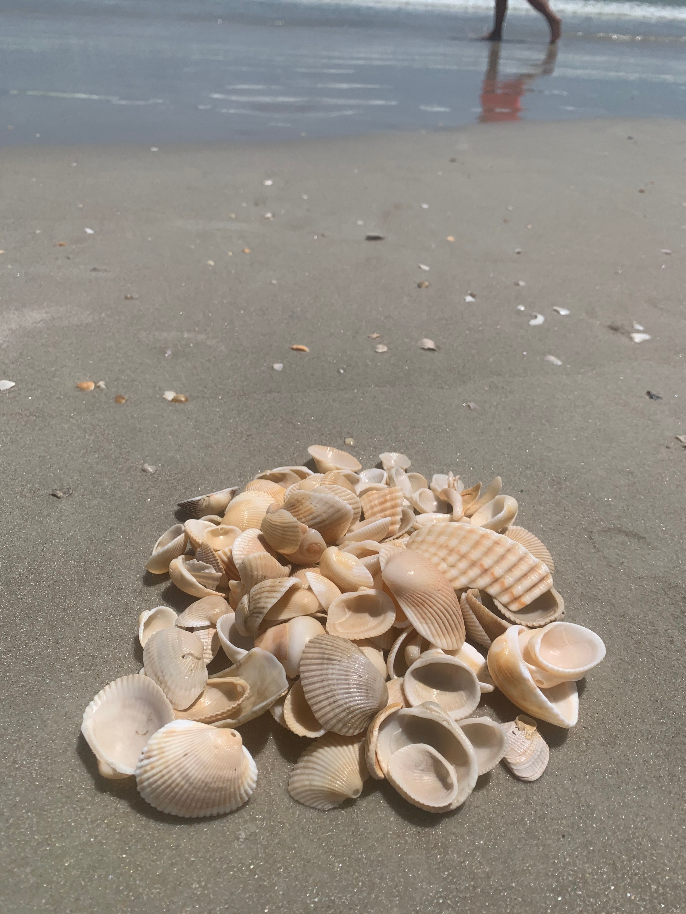 Medium Natural Seashells Bulk Mermaid Beach Wedding Decor Nautical  Decoration Sea Shell Natural Sea Shell for Jewelry Beach Lover Gift - Etsy, image size:2250x3000
