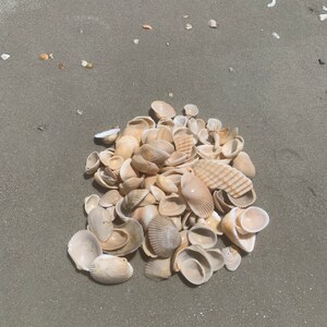 Conchiglie naturali medie sfuse Sirena spiaggia decorazione matrimonio Decorazione nautica conchiglia di mare Conchiglia naturale per gioielli Beach lover regalo
