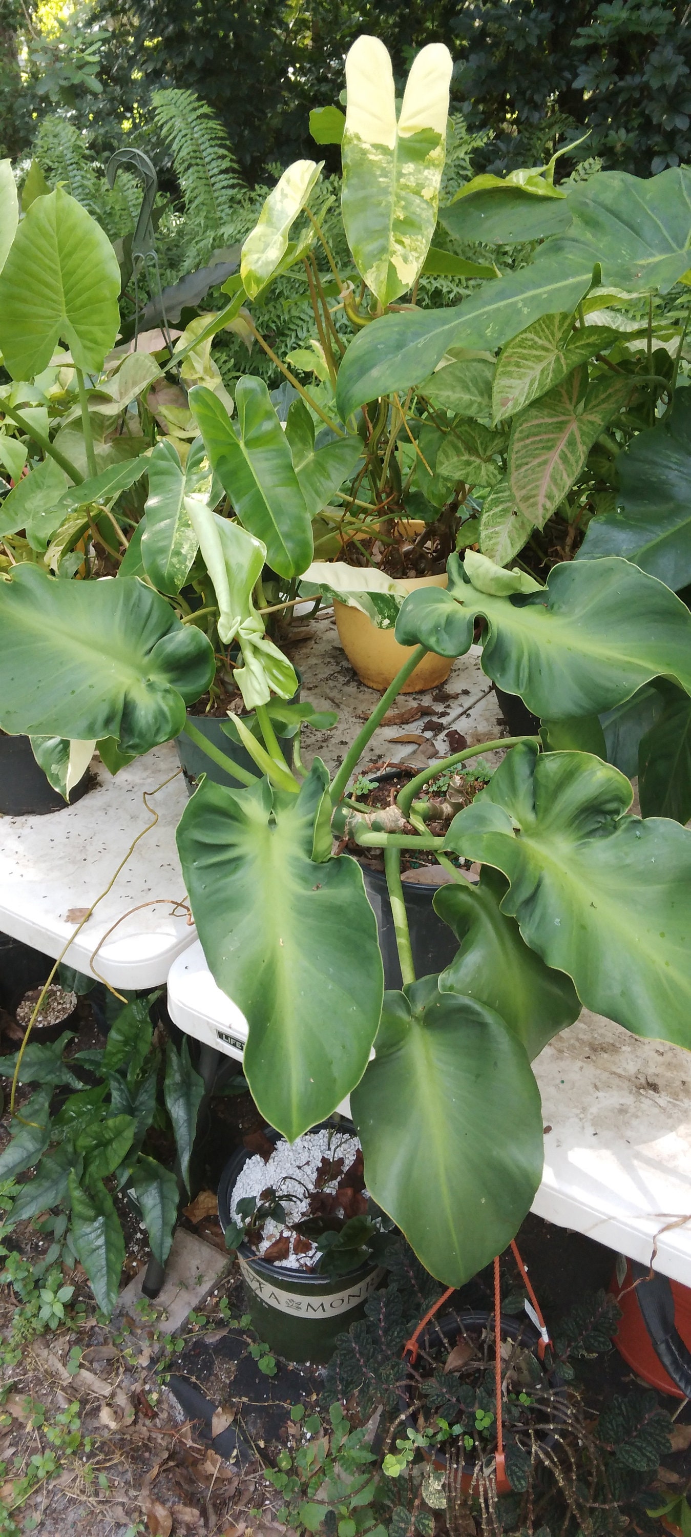 Philodendron Rugosum Aberrant Form - Etsy