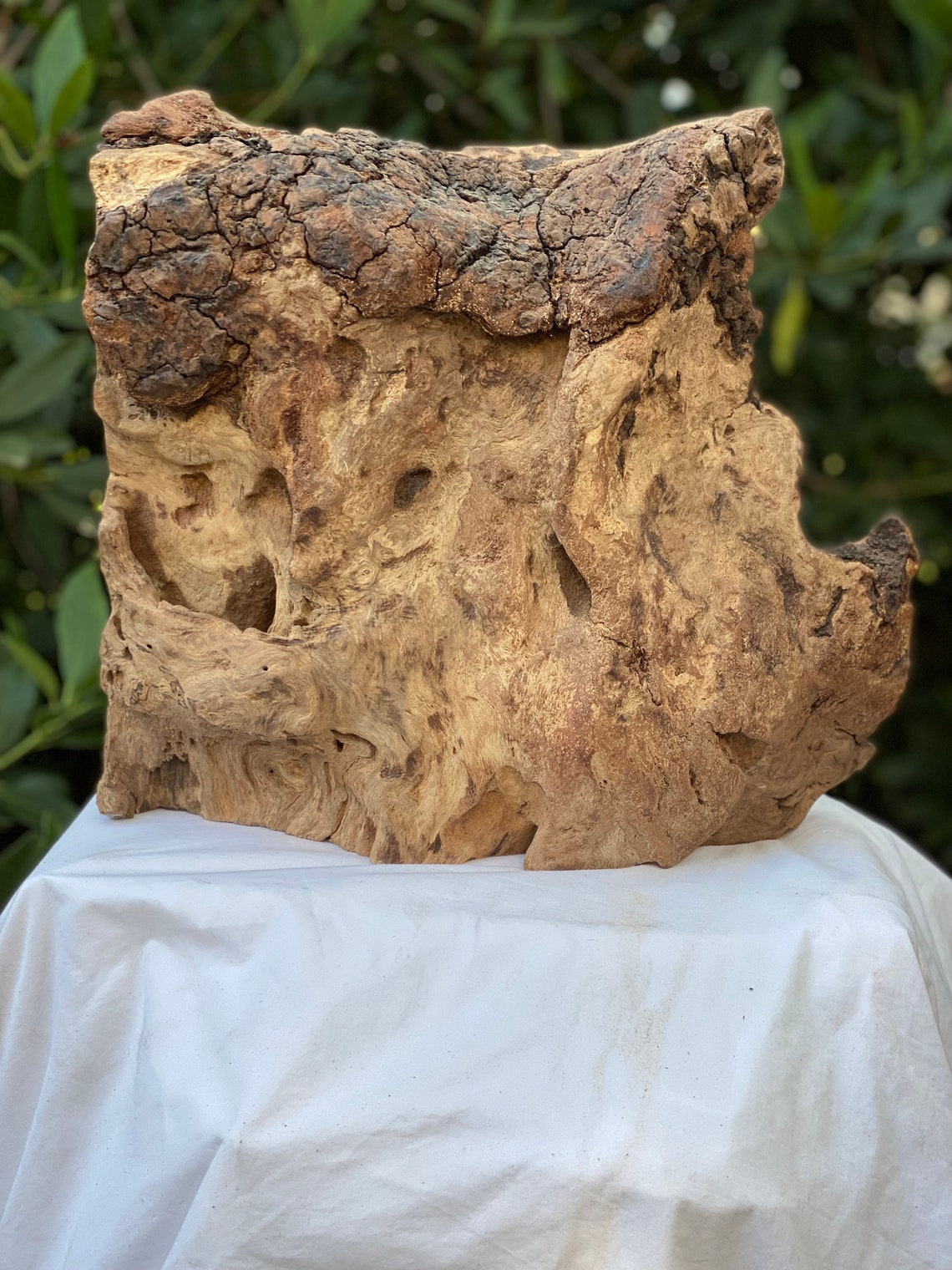 Red Oak Burl 14 Wide 12 5/8 Tall Roughly 4 Etsy UK