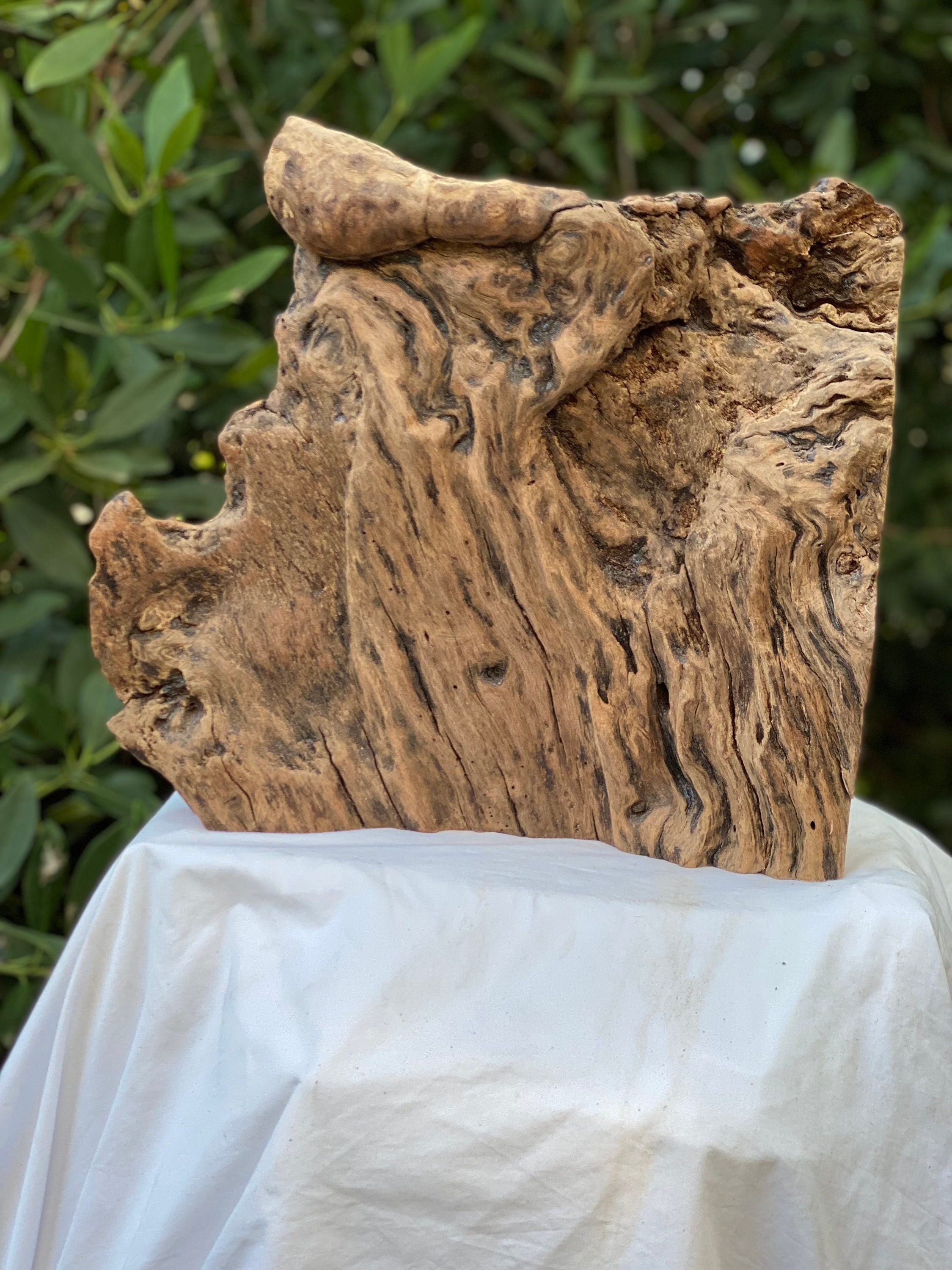 Red Oak Burl 14 Wide 12 5/8 Tall Roughly 4 Etsy UK