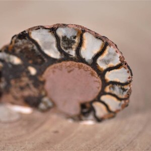 Moroccan Ammonite Fossil: Ancient Beauty and Energy - Natural Healing Fossilized Cephalopods, Vintage Root Chakra Gift Home Decor
