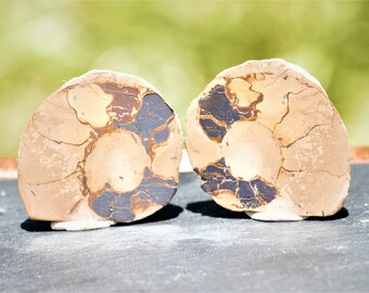 Polished Ammonite Fossil: Root Chakra Stone, Moroccan Decor