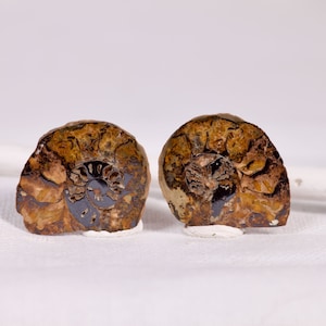 Genuine Ammonite Fossil - Polished and Sliced Pairs from Erfoud, Morocco - Natural Vintage Gift for Collection and Home Decor