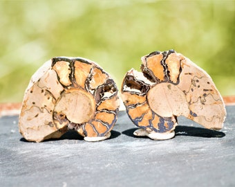 Polished Ammonite Fossil Set: Natural Moroccan Shell Halves