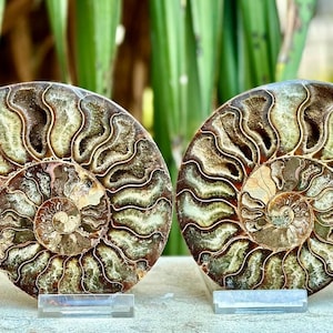 May include: Two polished ammonite fossils displayed side by side, featuring intricate spiral patterns in shades of brown, tan, and cream. Each fossil exhibits distinct, wavy suture lines radiating from the centre, mounted on clear acrylic stands.