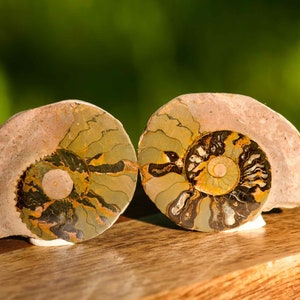 Natürliche Schönheit: Energetisierende Ammonit Fossilien Paare Versteinerte Kopffüßer Polierte Vintage Geschenk für Sammlung und Wohnkultur