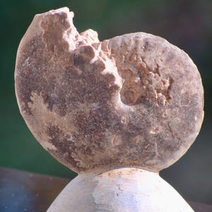 Natürliches Ammonit Fossil 603g – Wurzel Chakra Heilstein aus Marokko – Wurzel Chakra Heilstein aus Marokko – Fossil für Chakra & Energiearbeit – Geschenk für Sammlung und Wohn Dekor