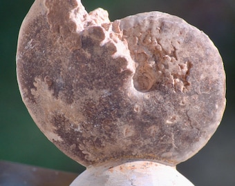 Natural Ammonite Fossil: Root Chakra Healing Stone, Moroccan Decor