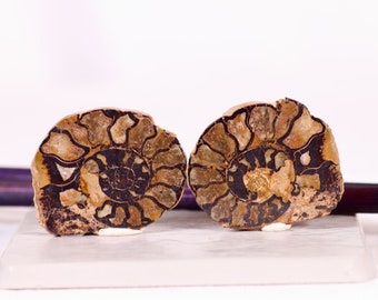 アンモナイトの化石（母岩入り、片面研磨済み、3インチ以上）jw81