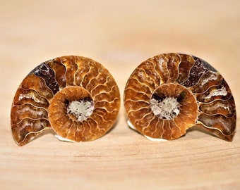 非常に珍しい異形アンモナイト scaphites discoscaphites nicolleti