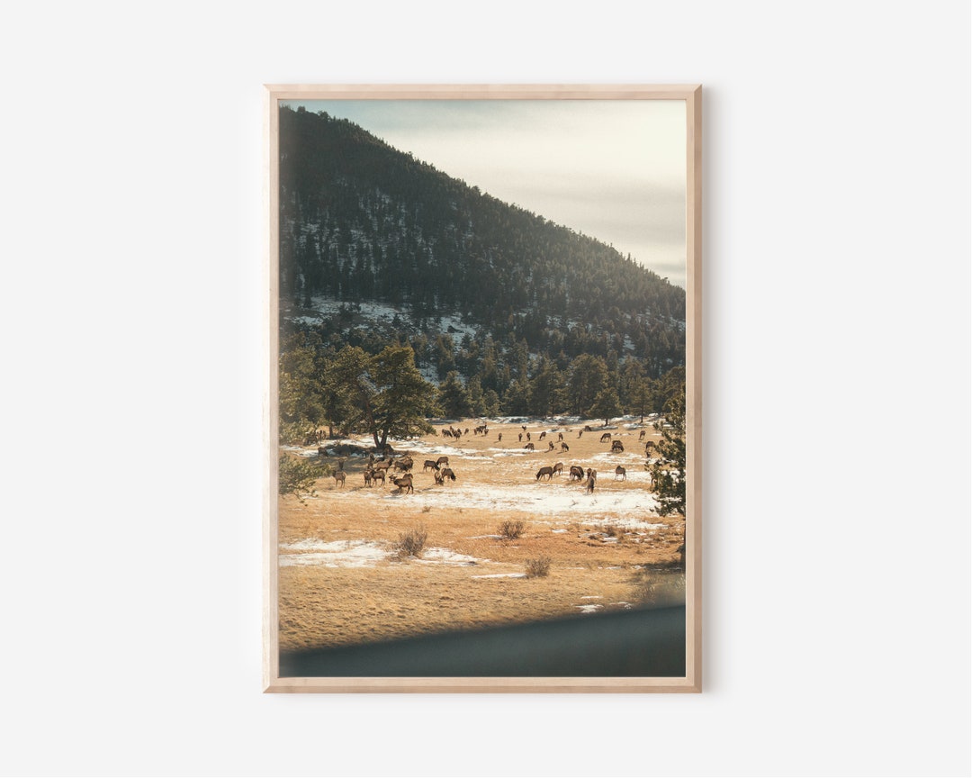 Colorado Wall Art | Rocky Mountain National Park Elk | Landscape and ...