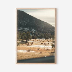 Colorado Wall Art | Rocky Mountain National Park Elk | Landscape and Wildlife Photography