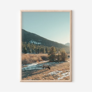 Colorado Wall Art | Elk | Landscape and Wildlife Photography