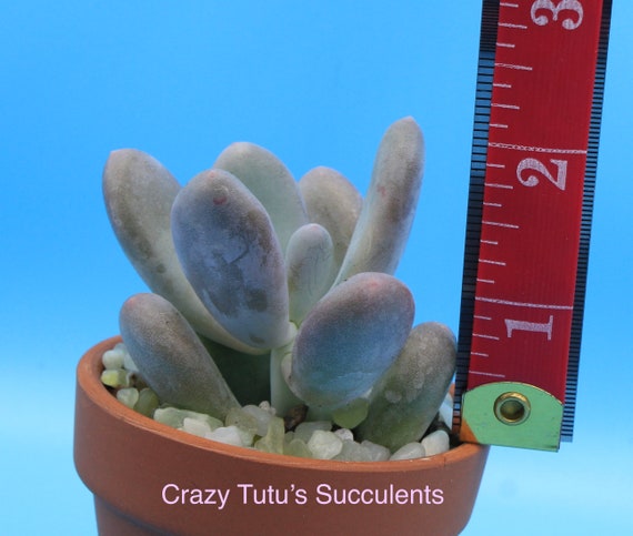 Pachyphytum Oviferum Cv Momobijin , Lavender Moonstone Succulent