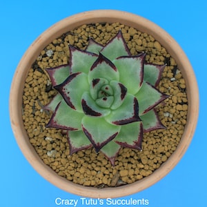 Echeveria Agavoides Ebony Is A Beautiful And Rare Korean Import Measuring 3.5&quot;. Free Succulent Clipping With Every Order.