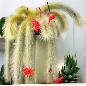 Monkey Tail Cactus/Cleistocactus Colademononis, Stunning trailing Stem with White Hairlike Spines. Free Succulent Clipping With Every Order.