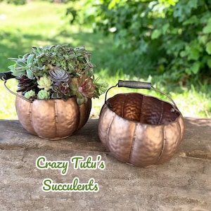 May include: Two copper pumpkin-shaped planters with wooden handles. The larger planter is filled with a variety of succulents. The text "Crazy Tutu's Succulents" is written on the wooden surface below the planters.