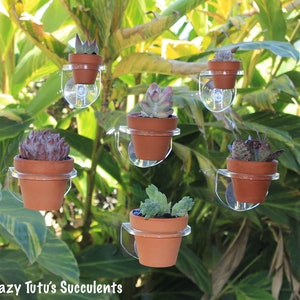 Acrylic Suction Cup Succulent/Plant holder for windows, Glass Doors, Free Succulent Clipping With Every Order.