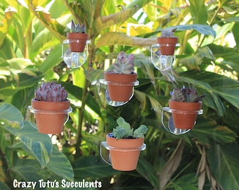 Acrylic Suction Cup Succulent/Plant holder for windows, Glass Doors, Free Succulent Clipping With Every Order.
