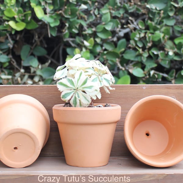 Terra Cotta Pots made in Italy. 2 sizes. (1)  2.75" tall x 3" wide (2)  2.25"  x 2.75" . Free Succulent Clipping With Every Order.