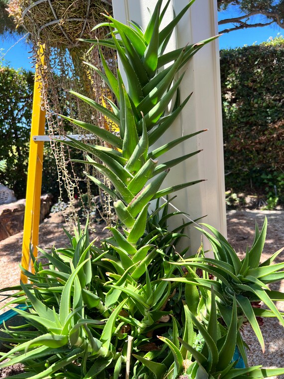 Climbing Aloe Cutting 5-7" Long. Free Succulent Clipping With Every Order.  - Etsy
