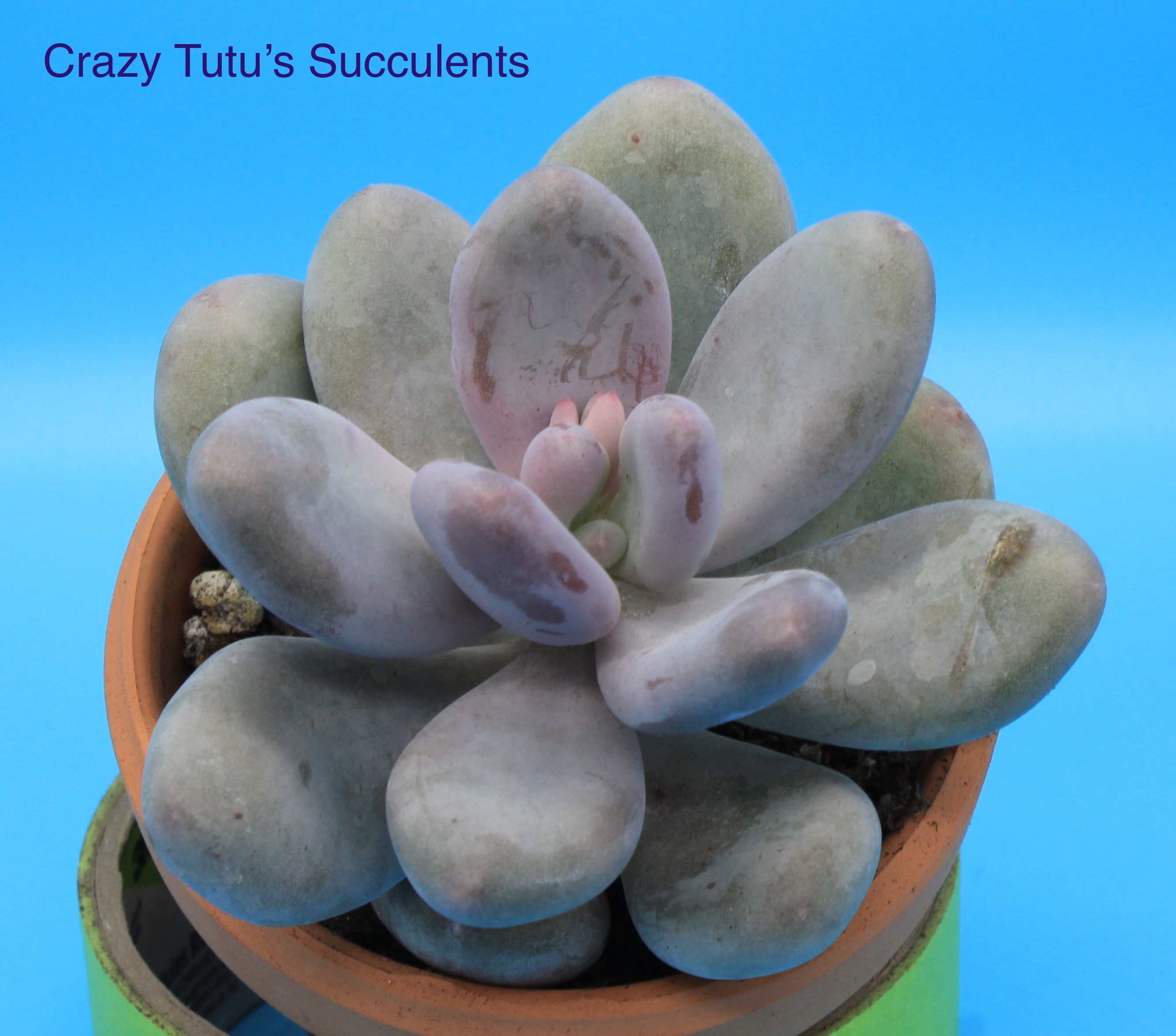 Pachyphytum Oviferum Cv Momobijin , Lavender Moonstone Succulent