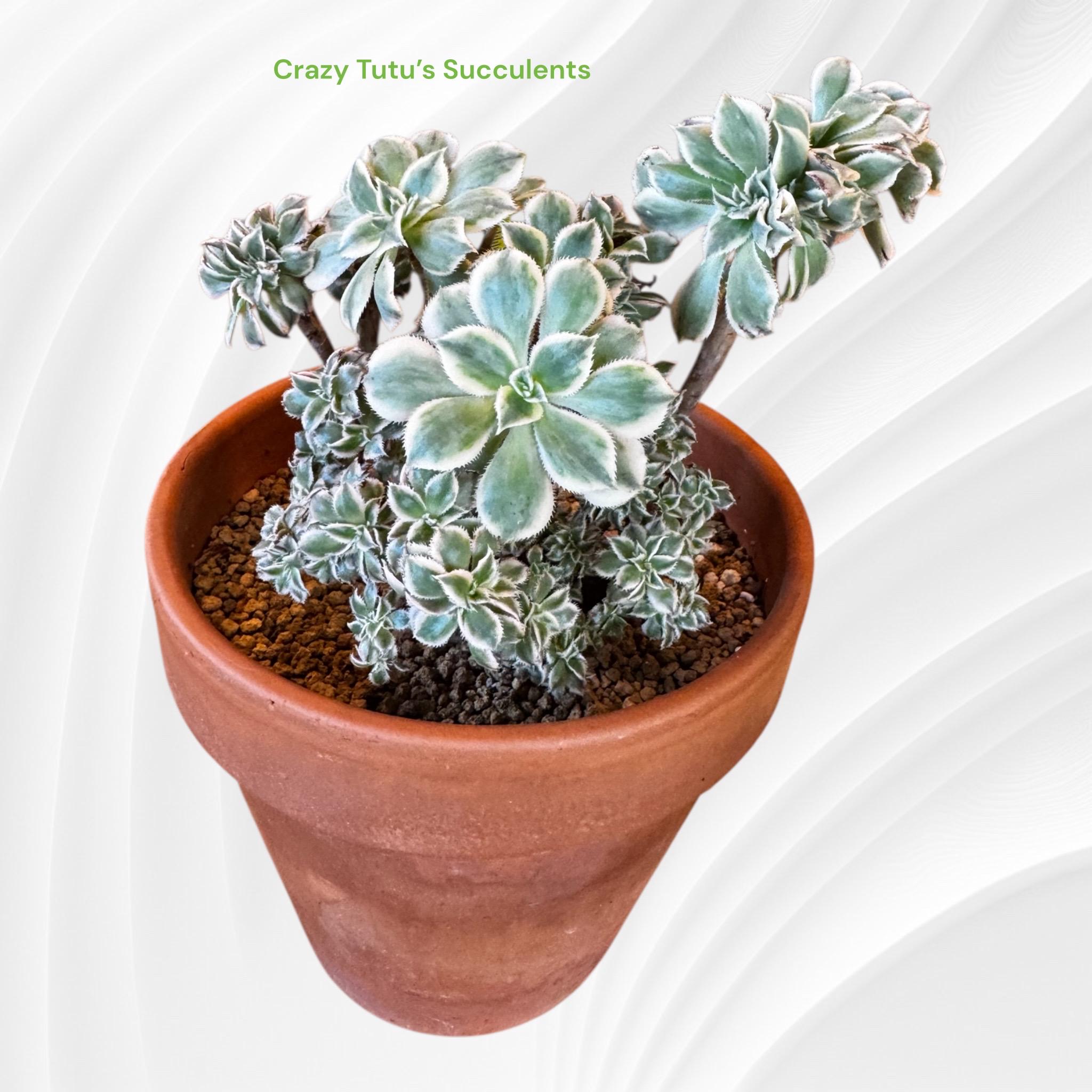 thumbnail image 2 of Jatropha Collection – Rare Exotic Succulent Cacti – 4 Live Plants, Collector Combo 2 of 5