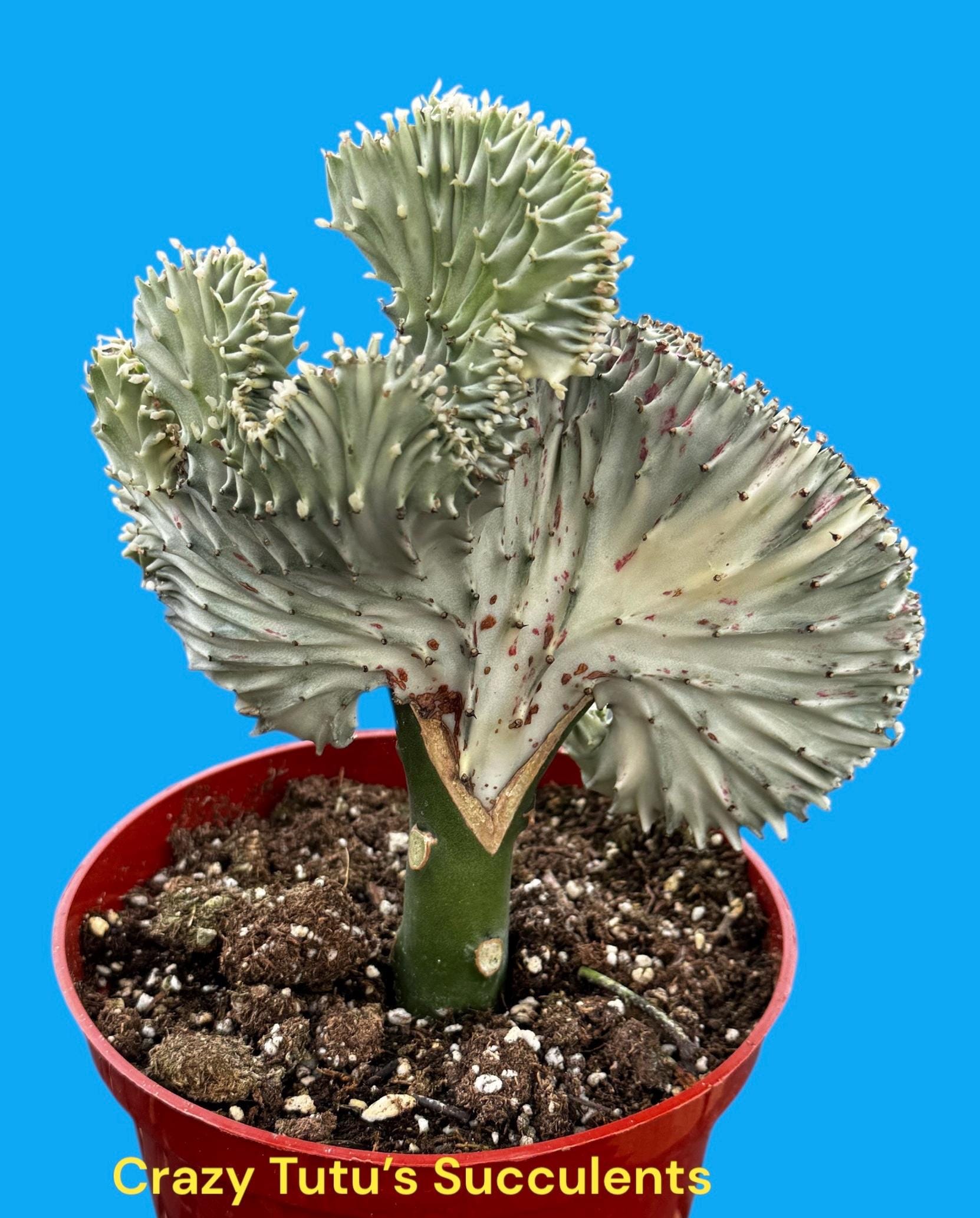 seed tray planter Self-watering seed pot | Non-toxic Terracotta seed tray