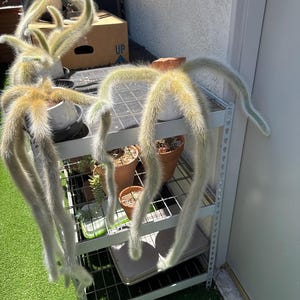 May include: Two monkey tail cacti with long, trailing, fuzzy, light green stems covered in soft white spines. Each cactus is planted in a small, round, white ceramic pot. The plants are positioned on a metal wire shelf unit with other potted plants.