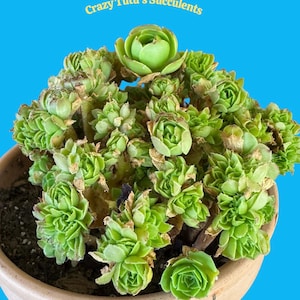 Aeonium Arboreum, Aeonium Tree Is a 1 of a Kind With Many Stocks of Bushy Healthy Leaves. Free Succulent Clipping With Every Order.