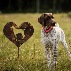 May include: A brown and white German Shorthaired Pointer dog standing in a grassy field. The dog is wearing a pink collar and is looking to the right. A rusty metal heart-shaped sign with a dog silhouette and the name "Leo" is in the background.