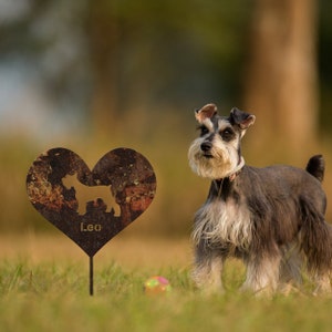 Estaca de jardín de Schnauzer miniatura oxidada, decoración de jardín de metal oxidado