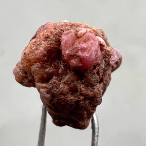 May include: A rough, uncut ruby gemstone with a deep red hue, set against a dark brown matrix. The ruby's crystalline structure is visible, and it is held by a metal tweezer. The overall appearance is natural and unpolished.