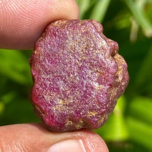 May include: A raw ruby gemstone, deep red in colour with a textured surface. The ruby has an irregular shape and shows hints of gold and brown. The gemstone is held between fingers against a blurred green background.