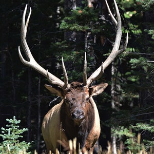 Colorado Bull Elk, Elk, Bull Elk, Travel Photography, Wildlife Photography, wildlife, Digital Download, Instant Download, Nature, Animal