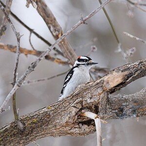 Downy Woodpecker, Nature Photo, Bird Photo, Digital Prints, digital prints download, Woodpecker, Instant Download, Digital download