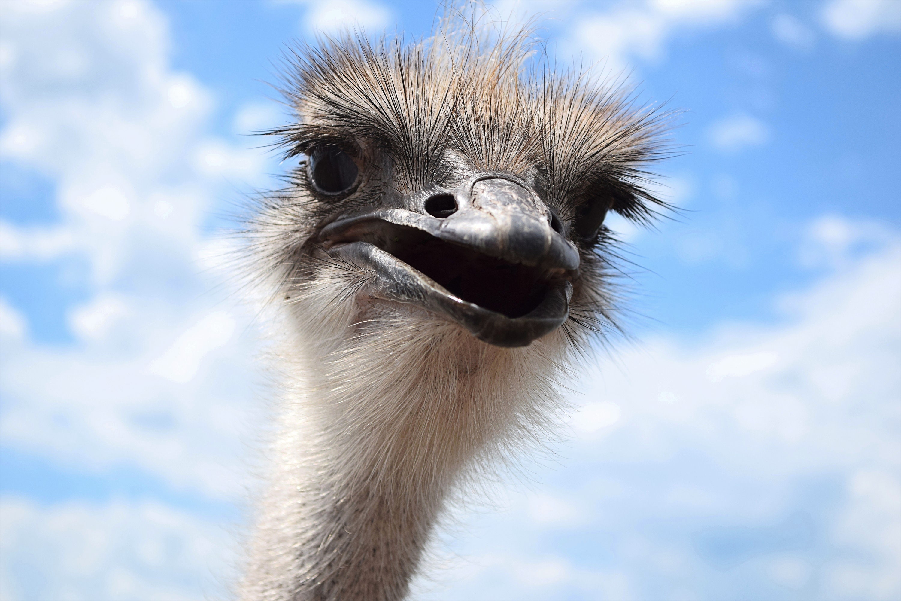 Ostrich Photo, Wildlife Photo, Digital Download, Instant Download