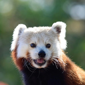 Red Panda, Lesser Panda, Nature Photo, Animal Photo, Digital Prints, digital prints download, Panda Headshot, Instant Download