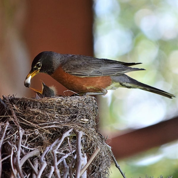 Mother Robin feeding baby, Baby Robin, Nest, American Robin, Red breasted Robin, Robin Photo, Robin Print, Bird Photo, Digital Download