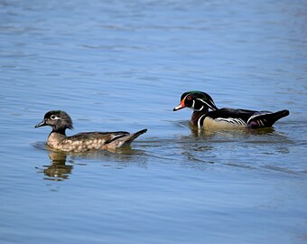 Swimming Wood Ducks, Male and Female Wood Ducks, Ducks, Print It Yourself, Digital Download, Instant Download, Wildlife Photography, Ducks