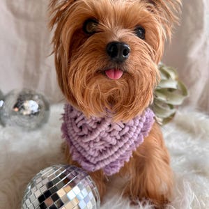 Puede incluir: Un pequeño perro Yorkshire Terrier marrón y tostado con un pañuelo de crochet morado. El perro está sentado sobre una superficie blanca y esponjosa con una bola de discoteca plateada en primer plano.