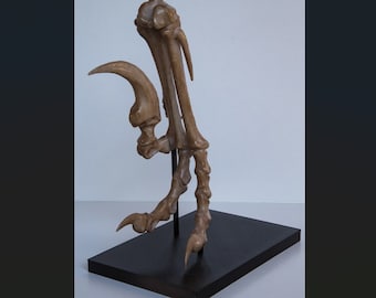 Velociraptor foot and stand - Life Sized Replica including display base - High Quality Piece - FREE delivery world wide!