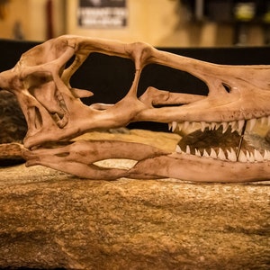 Velociraptor Life Sized Dinosaur Skull-Replica - Resin Printed High Quality Piece - FREE delivery world wide!