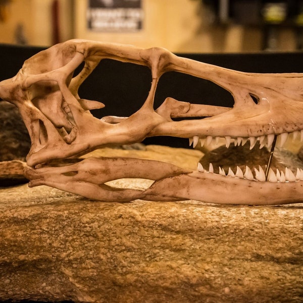 Réplique de crâne de dinosaure Velociraptor grandeur nature - Pièce imprimée en résine de haute qualité - Livraison GRATUITE dans le monde entier !
