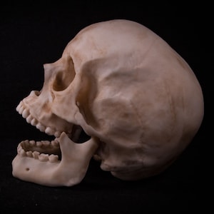 Réplica de cráneo humano a tamaño real: modelo anatómico para arte, medicina y estudios forenses. ¡Envío gratuito a todo el mundo!