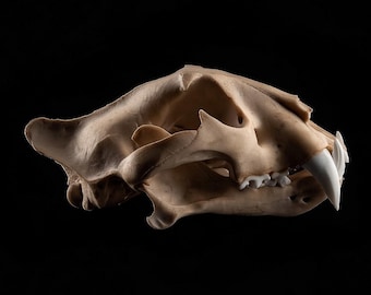Tiger Skull Replica - Etsy 日本