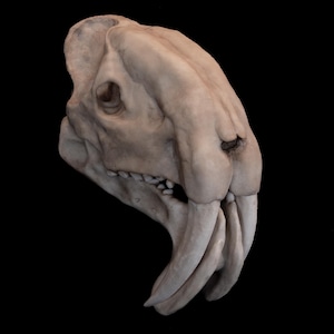 Réplica del cráneo de Thylacosmilus Atrox: marsupial dientes de sable hecho a mano con base.